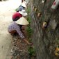 Hội phụ nữa thôn Giang Sơn xã Thúy Sơn ra quân trồng hoa hai bên lệ đường
